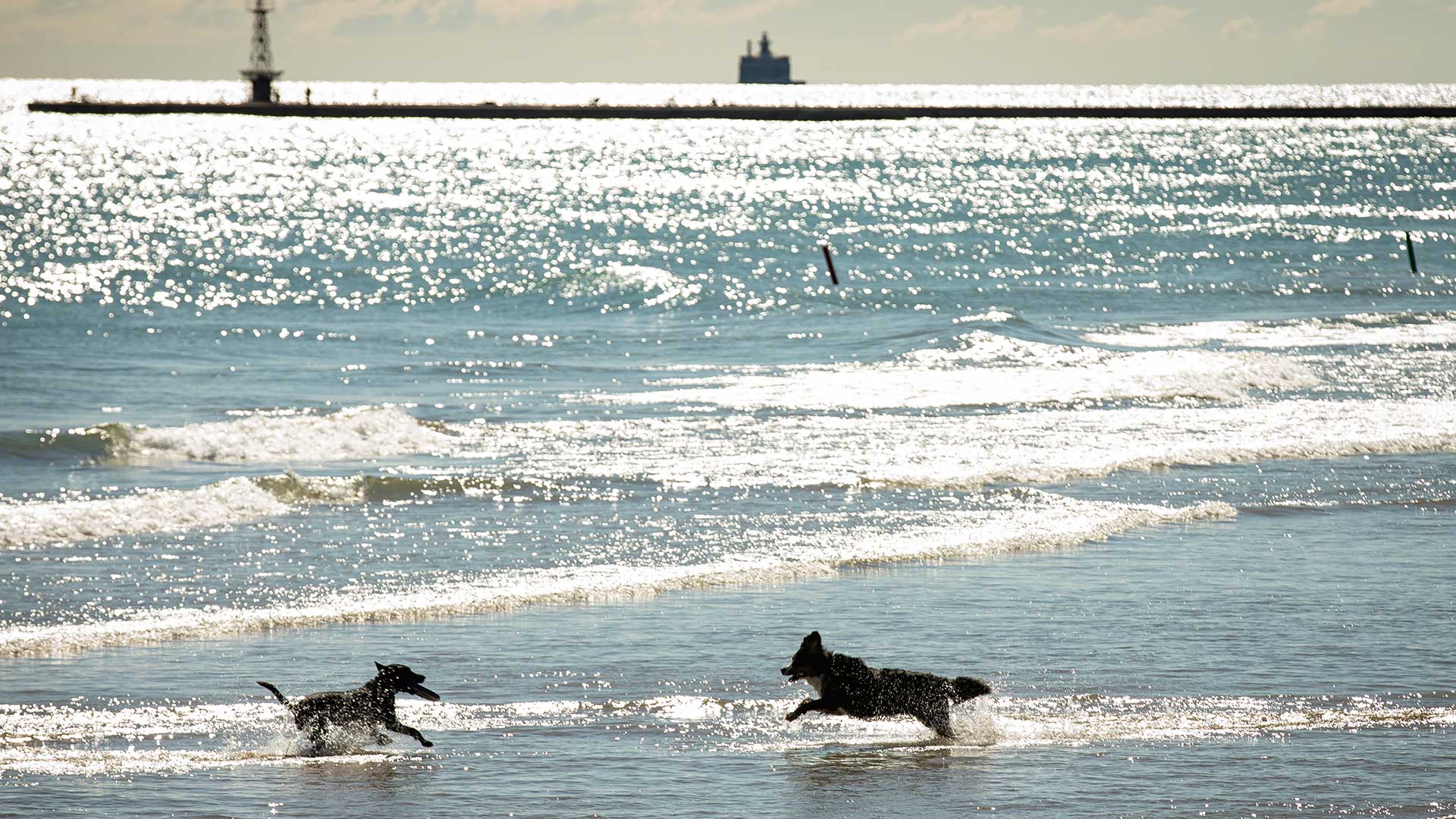 Two dogs play in the water at the beach.